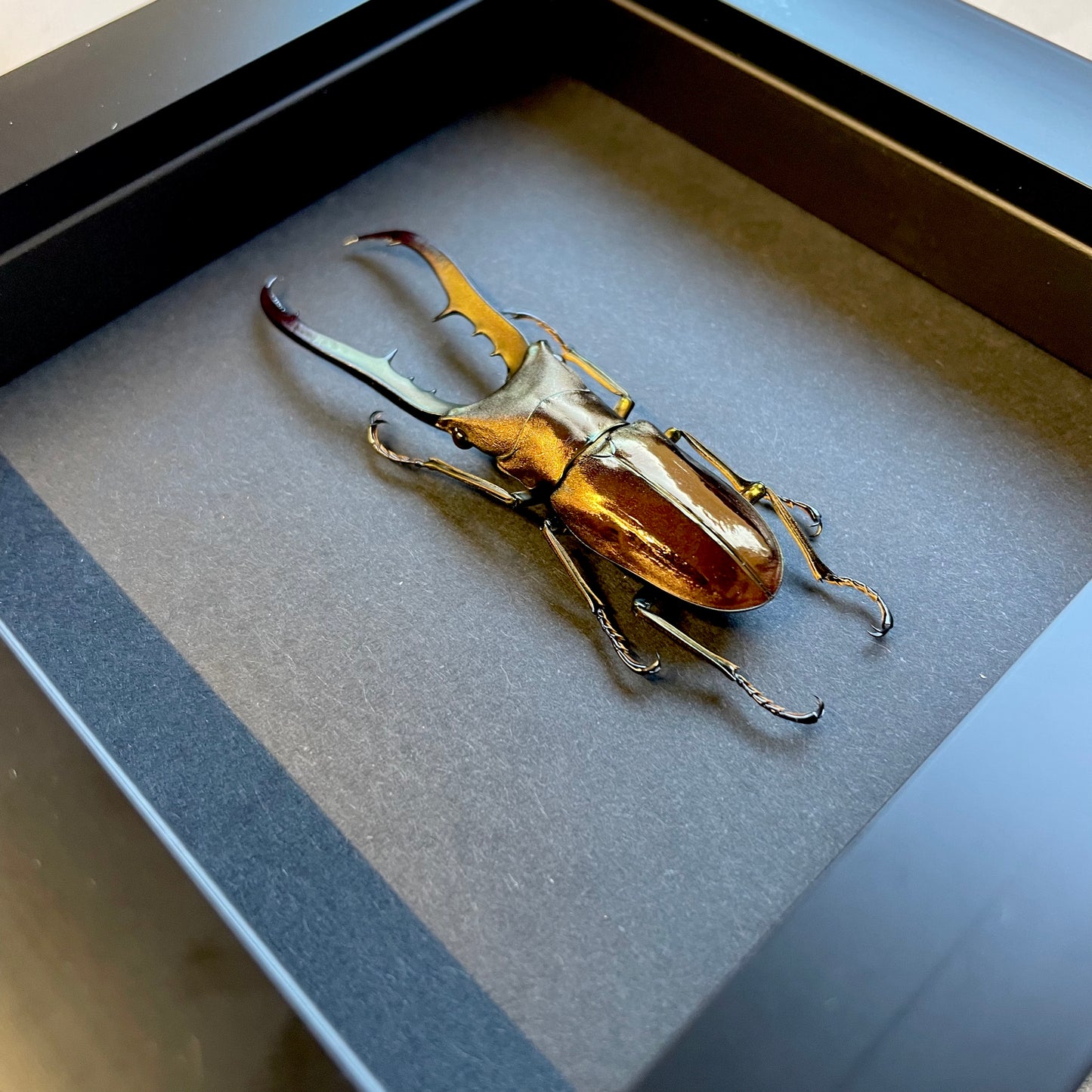 Golden Stag Beetle (Cyclommatus metallifer) Baroque Style Deep Shadow Box Frame Display Insect Bug Black