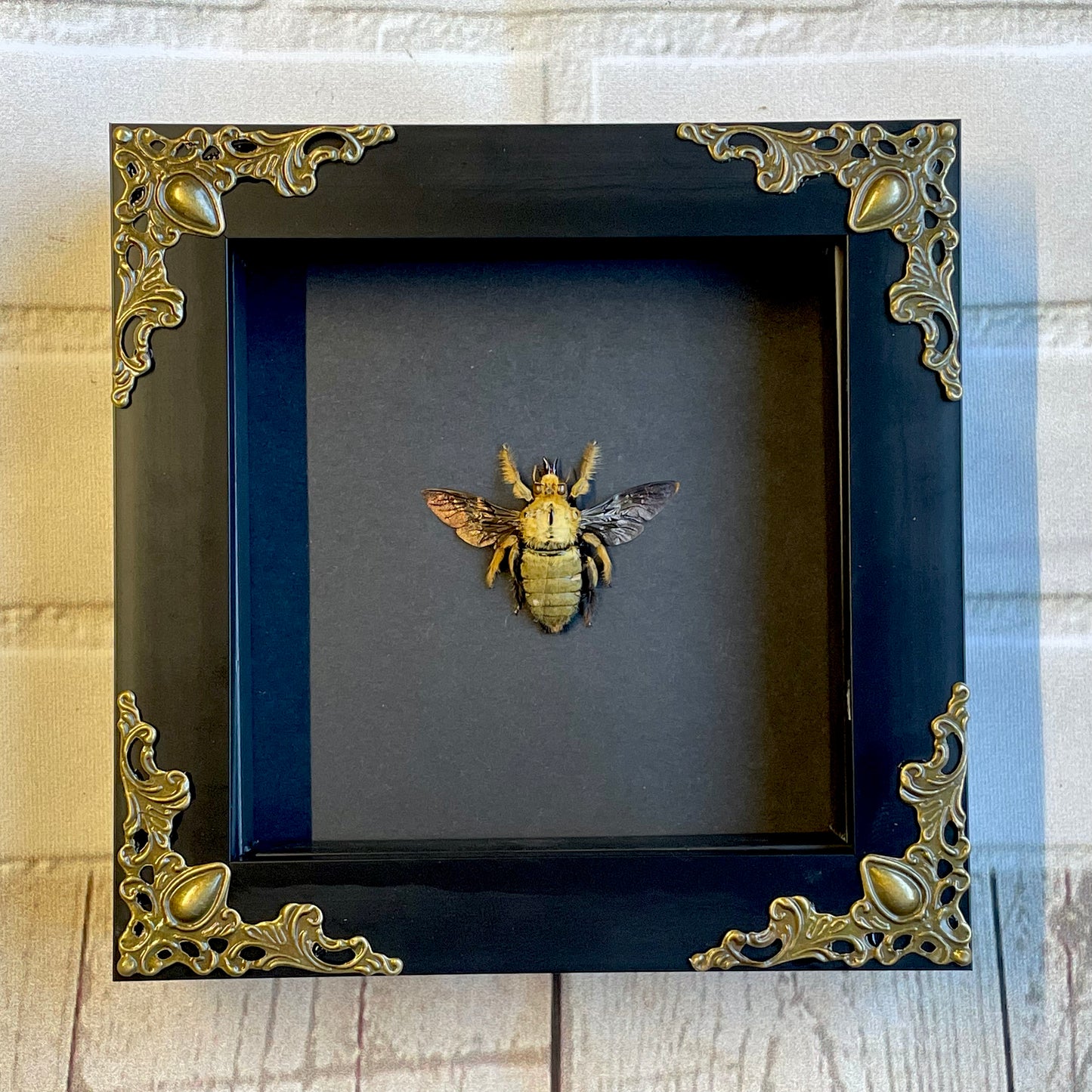 Golden Carpenter Bee (Xylocopa confusa) Baroque Style Deep Shadow Box Frame Display Insect Bug