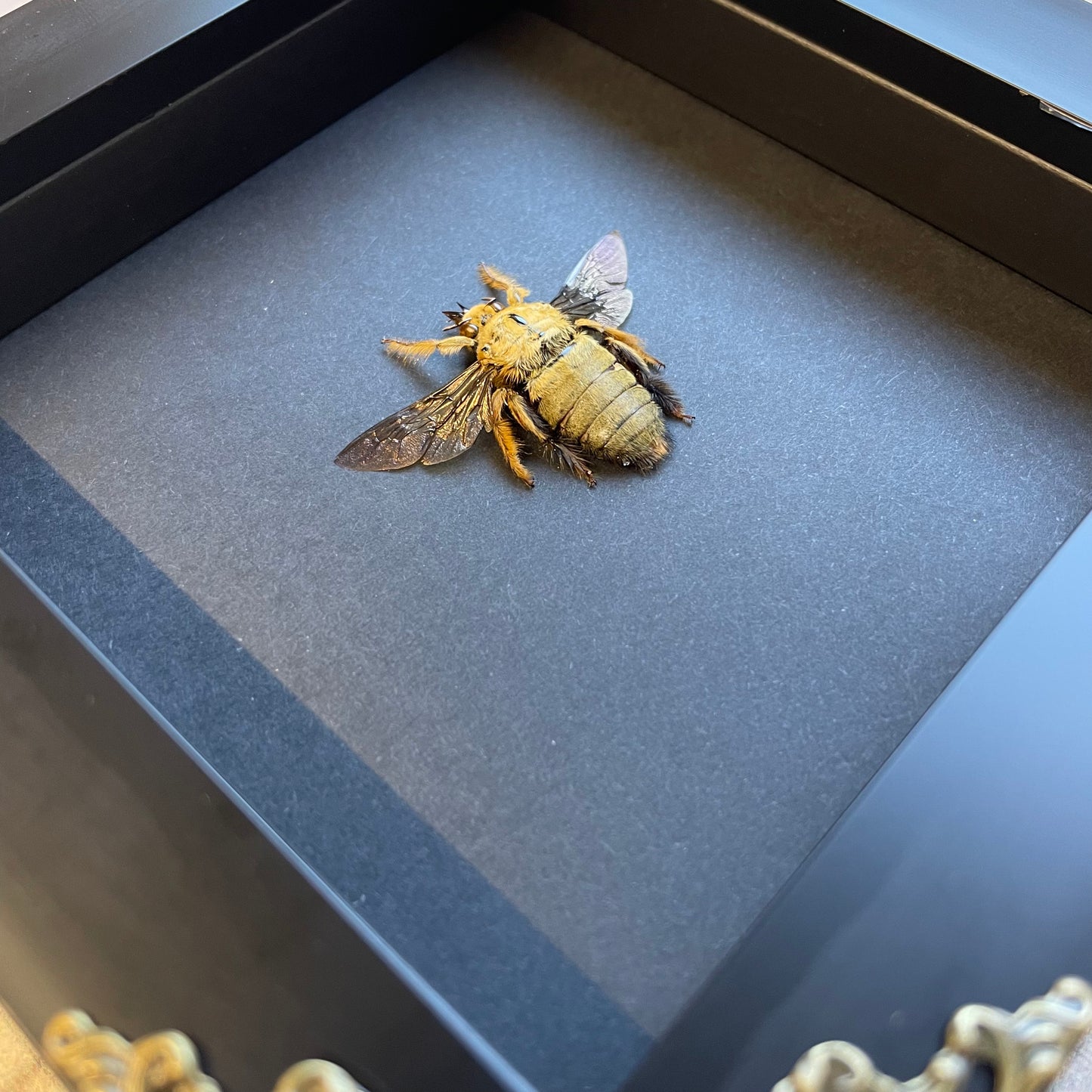 Golden Carpenter Bee (Xylocopa confusa) Baroque Style Deep Shadow Box Frame Display Insect Bug