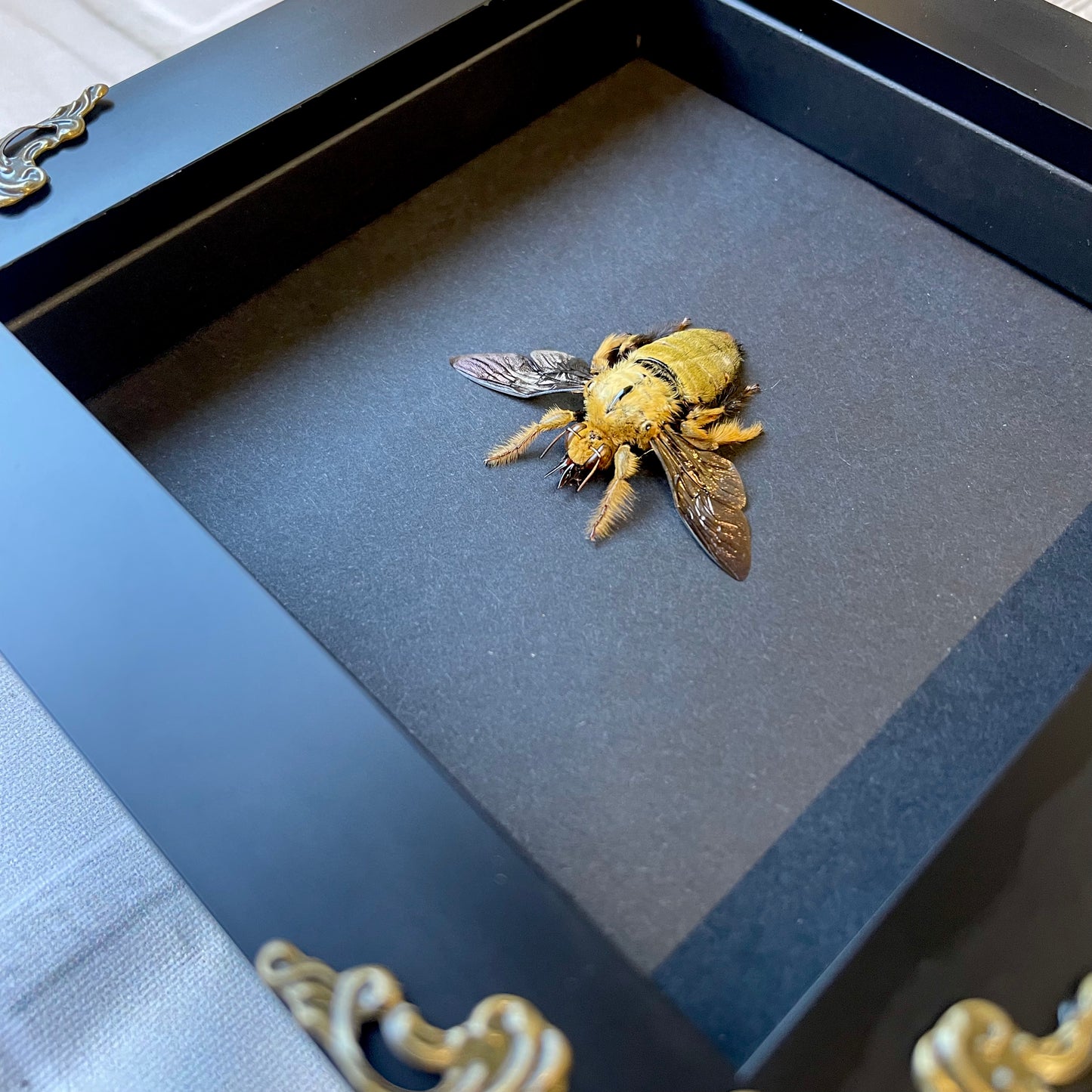 Golden Carpenter Bee (Xylocopa confusa) Baroque Style Deep Shadow Box Frame Display Insect Bug