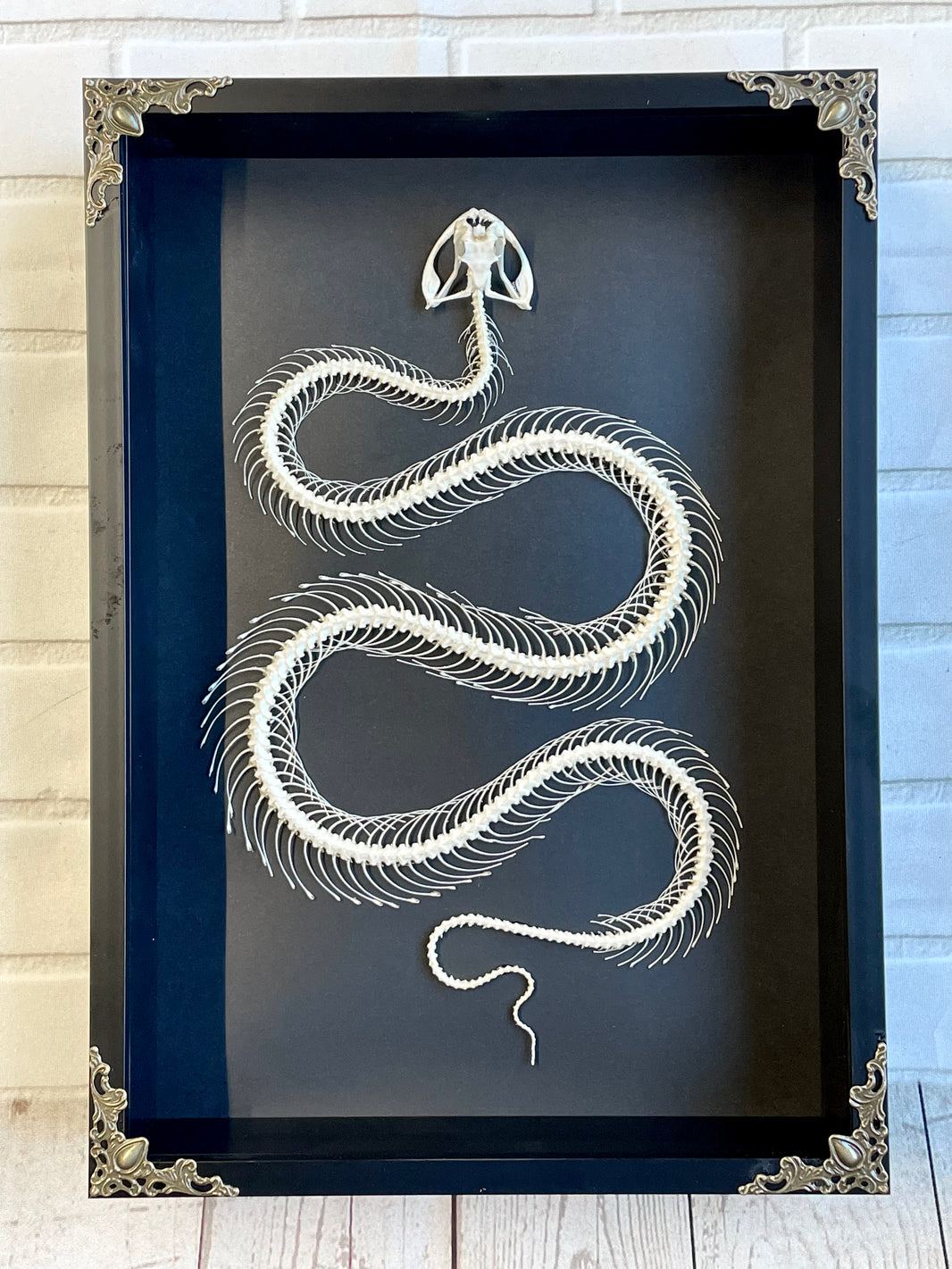 Bug Frames | Insect & Butterfly Displays | Ethically Sourced