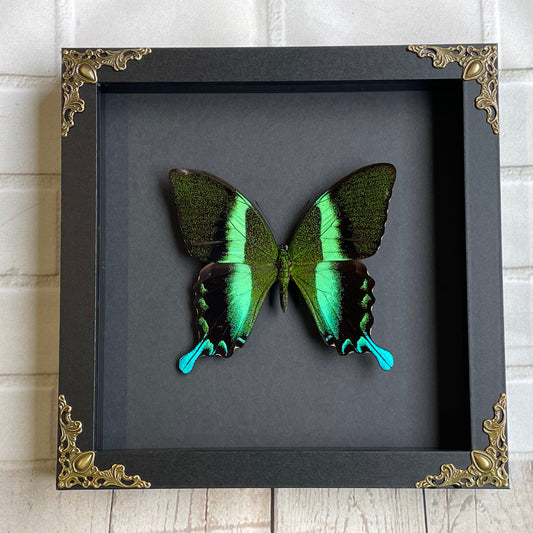 Green Peacock Swallowtail Butterfly (Papilio blumei) Baroque Style Deep Shadow Box Frame Display Insect Bug