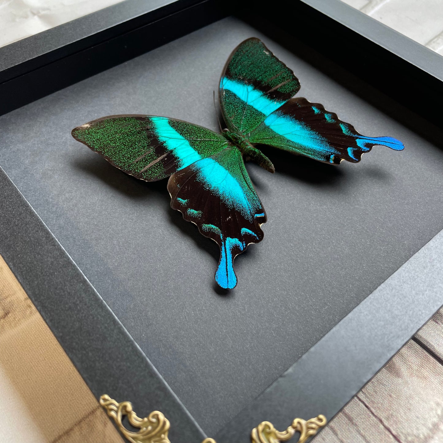 Green Peacock Swallowtail Butterfly (Papilio blumei) Baroque Style Deep Shadow Box Frame Display Insect Bug