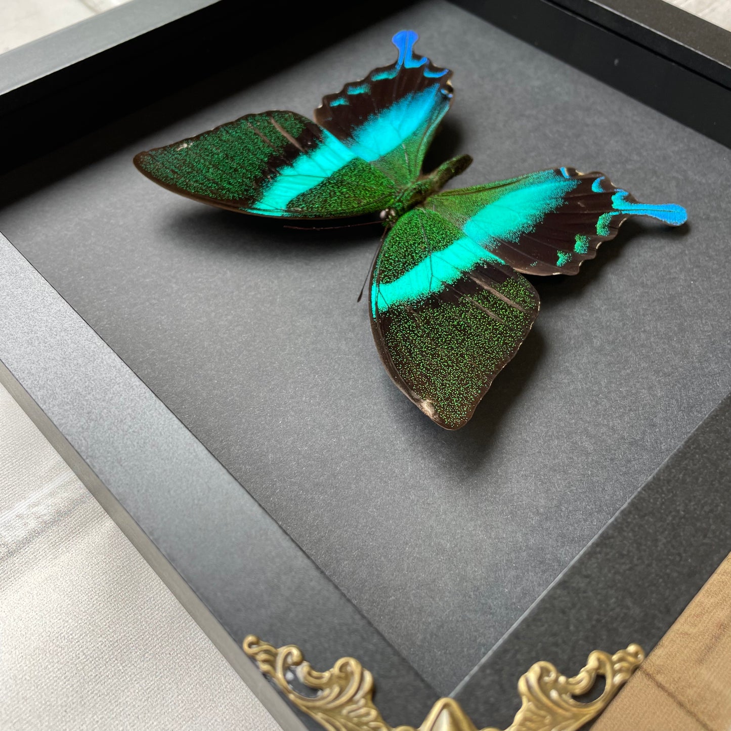 Green Peacock Swallowtail Butterfly (Papilio blumei) Baroque Style Deep Shadow Box Frame Display Insect Bug