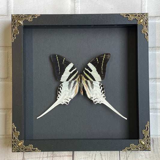 Giant Swordtail Butterfly (Graphium androcles) Swallowtail in Baroque Style Deep Shadow Box Frame Display Insect Bug