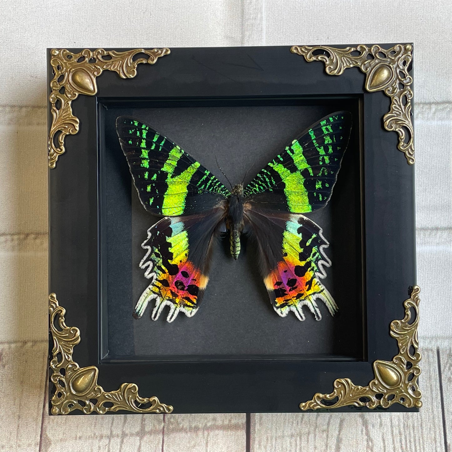 Madagascan Sunset Moth (Urania rhipheus) Dorsal Position Butterfly in Baroque Style Deep Shadow Box Frame Display Insect Bug