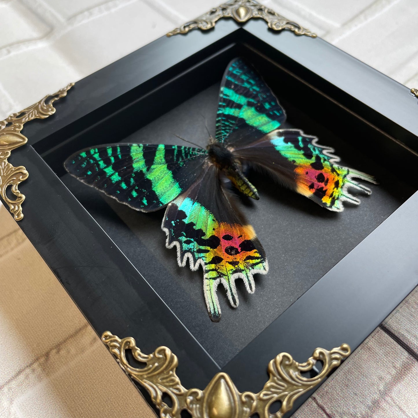 Madagascan Sunset Moth (Urania rhipheus) Dorsal Position Butterfly in Baroque Style Deep Shadow Box Frame Display Insect Bug