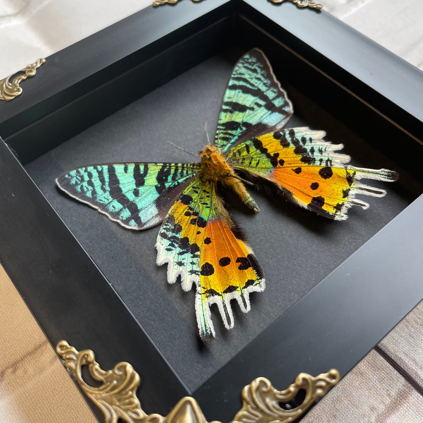 Madagascan Sunset Moth (Urania rhipheus) Ventral Position Butterfly in Baroque Style Deep Shadow Box Frame Display Insect Bug