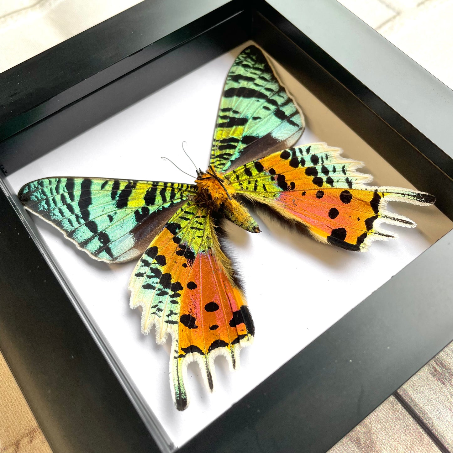 Madagascan Sunset Moth (Urania rhipheus) Butterfly Ventral Position Deep Shadow Box Frame Display Beetle Insect Bug