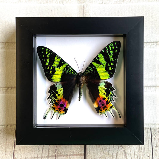 Madagascan Sunset Moth (Urania rhipheus) Butterfly Dorsal Position Deep Shadow Box Frame Display Beetle Insect Bug