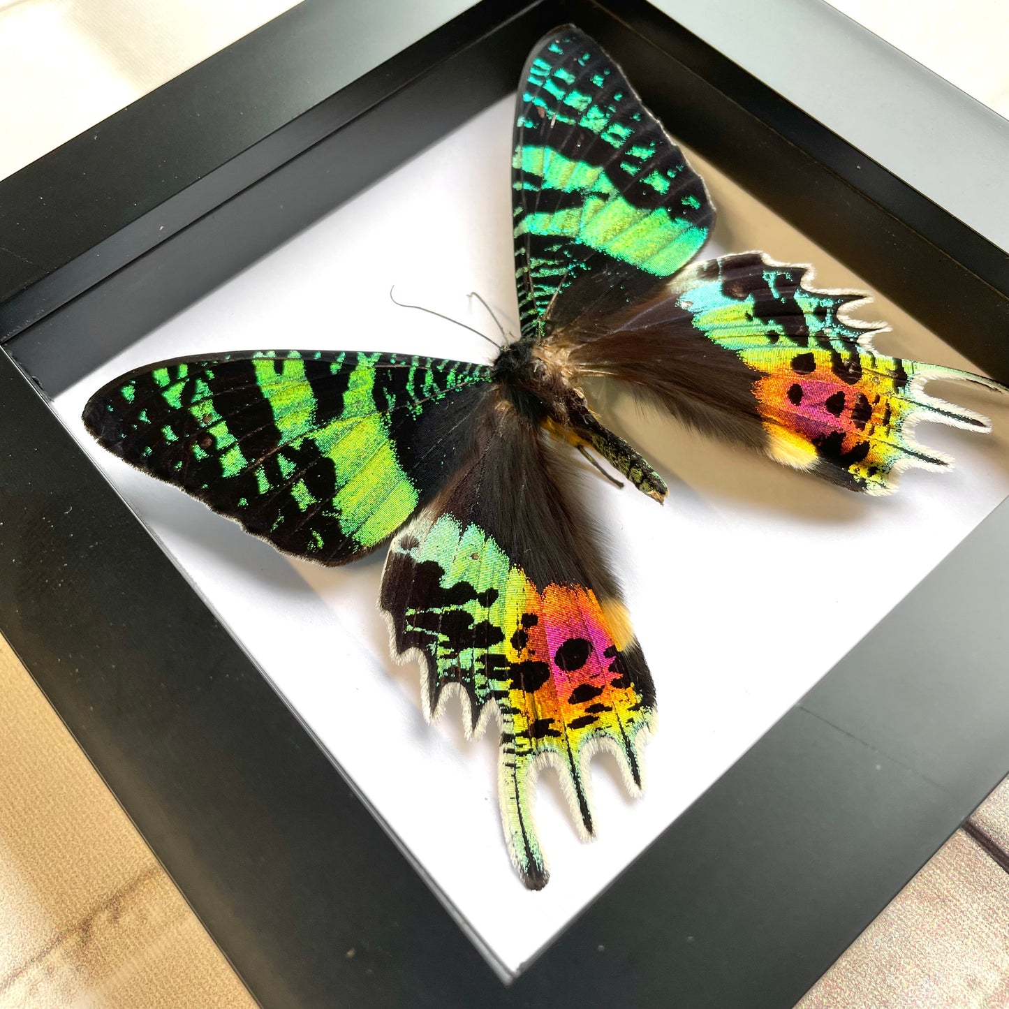 Madagascan Sunset Moth (Urania rhipheus) Butterfly Dorsal Position Deep Shadow Box Frame Display Beetle Insect Bug