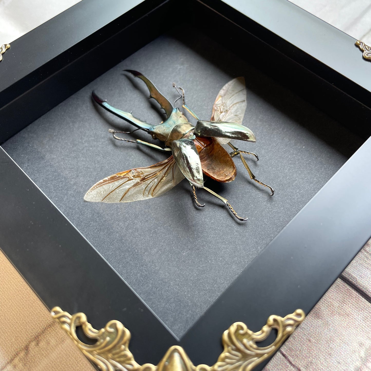 Golden Stag Beetle (Cyclommatus metallifer) Baroque Style Deep Shadow Box Frame Display Insect Bug