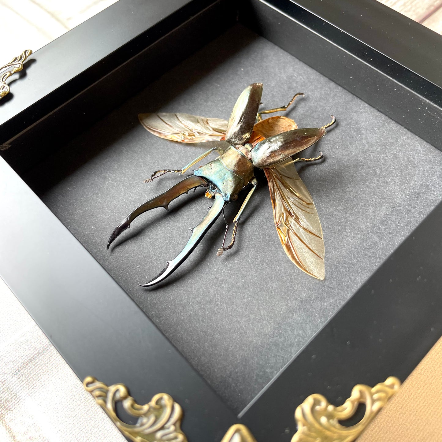 Golden Stag Beetle (Cyclommatus metallifer) Baroque Style Deep Shadow Box Frame Display Insect Bug