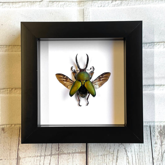 Saw Tooth Stag Beetle (Lamprima adolphinae) Deep Shadow Box Frame Display Insect Bug