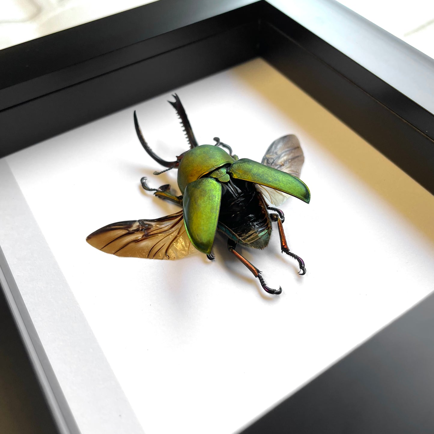 Saw Tooth Stag Beetle (Lamprima adolphinae) Deep Shadow Box Frame Display Insect Bug