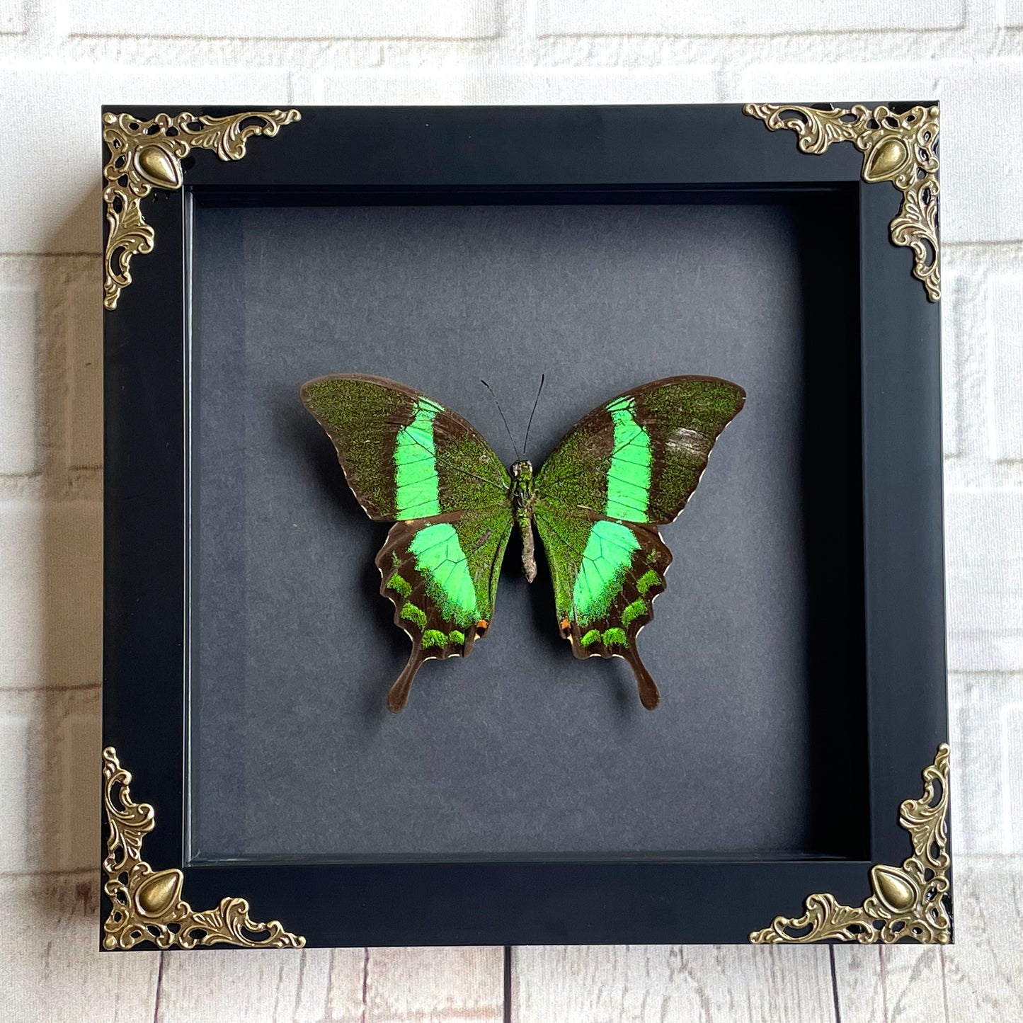 Emerald Peacock Butterfly (Papilio palinurus) Swallowtail in Baroque Style Deep Shadow Box Frame Display Insect Bug