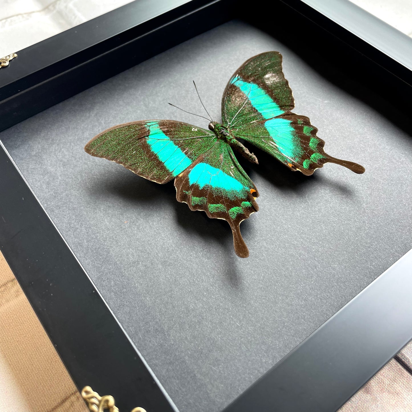 Emerald Peacock Butterfly (Papilio palinurus) Swallowtail in Baroque Style Deep Shadow Box Frame Display Insect Bug