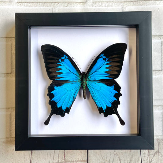 Blue Mountain Swallowtail Butterfly (Papilio ulysses) Deep Shadow Box Frame Display Insect Bug