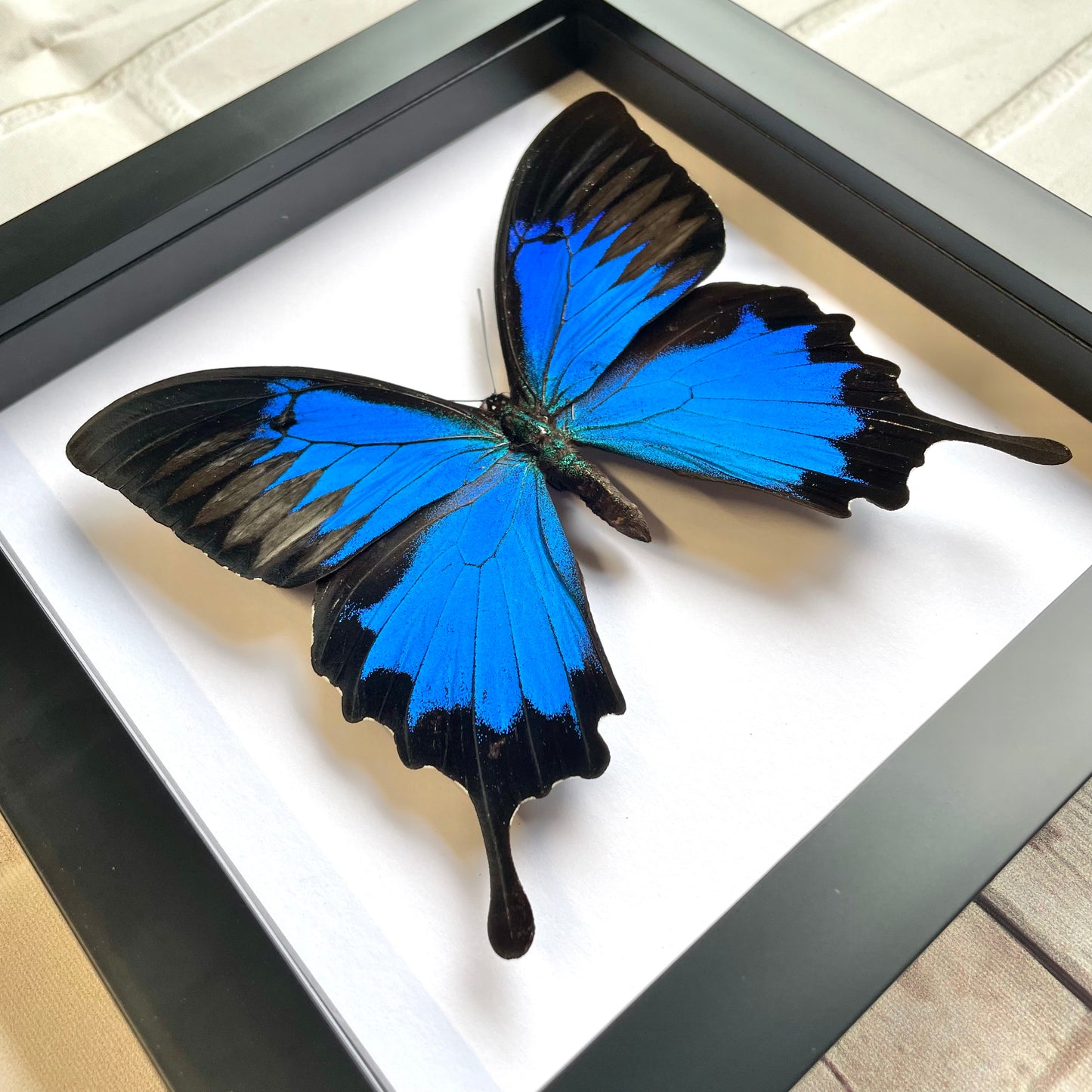 Blue Mountain Swallowtail Butterfly (Papilio ulysses) Deep Shadow Box Frame Display Insect Bug