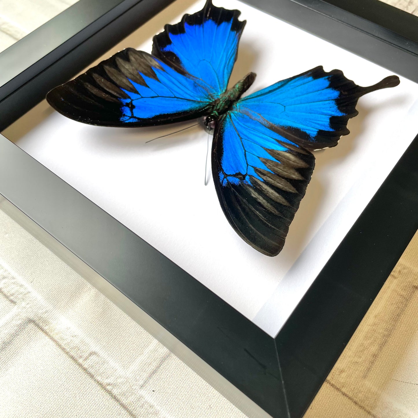 Blue Mountain Swallowtail Butterfly (Papilio ulysses) Deep Shadow Box Frame Display Insect Bug