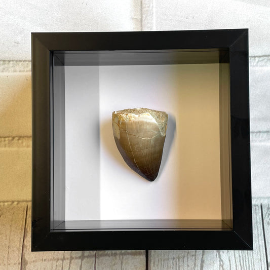 Mosasaurus Dinosaur Tooth Fossil in Shadow Box Display Frame Insect Natural History