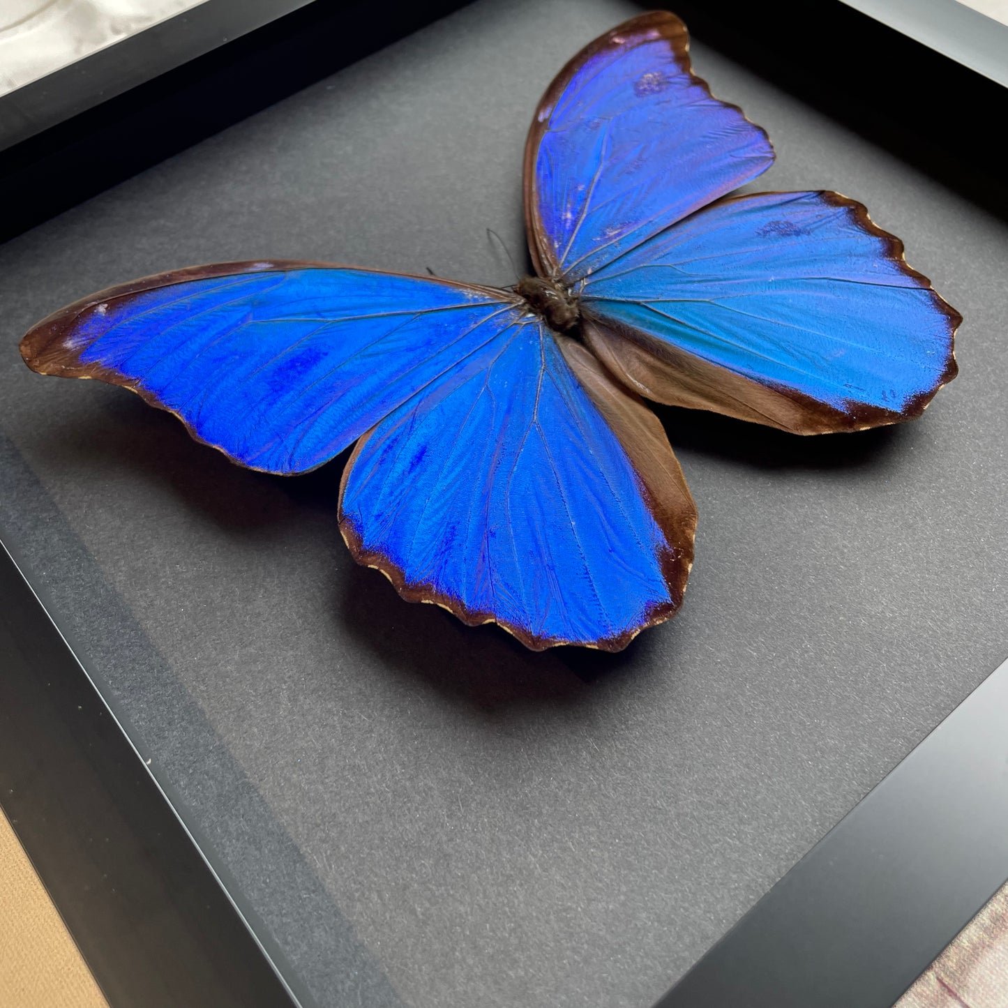 Giant Blue Morpho Butterfly (Morpho didius) Baroque Style Deep Shadow Box Frame Display Insect Bug