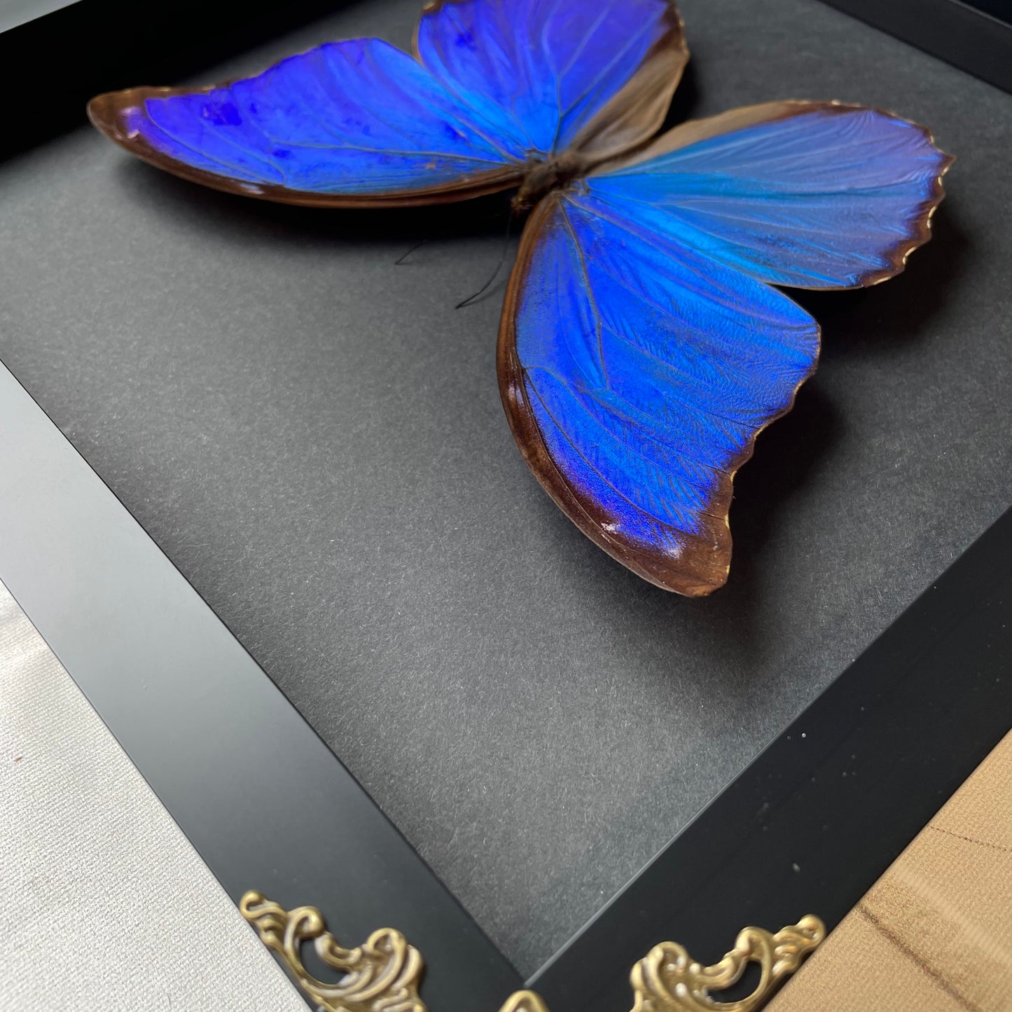 Giant Blue Morpho Butterfly (Morpho didius) Baroque Style Deep Shadow Box Frame Display Insect Bug