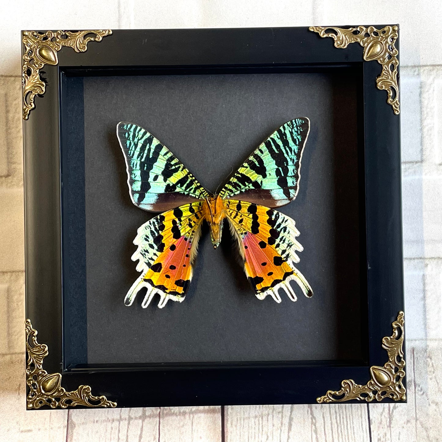 Madagascan Sunset Moth (Urania rhipheus) Ventral X Position Butterfly in Baroque Style Deep Shadow Box Frame Display Insect Bug