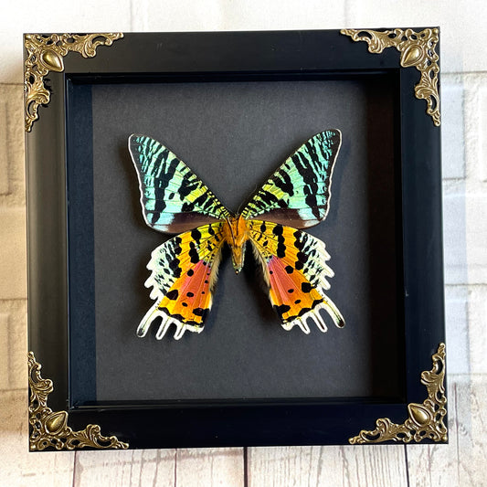 Madagascan Sunset Moth (Urania rhipheus) Ventral X Position Butterfly in Baroque Style Deep Shadow Box Frame Display Insect Bug