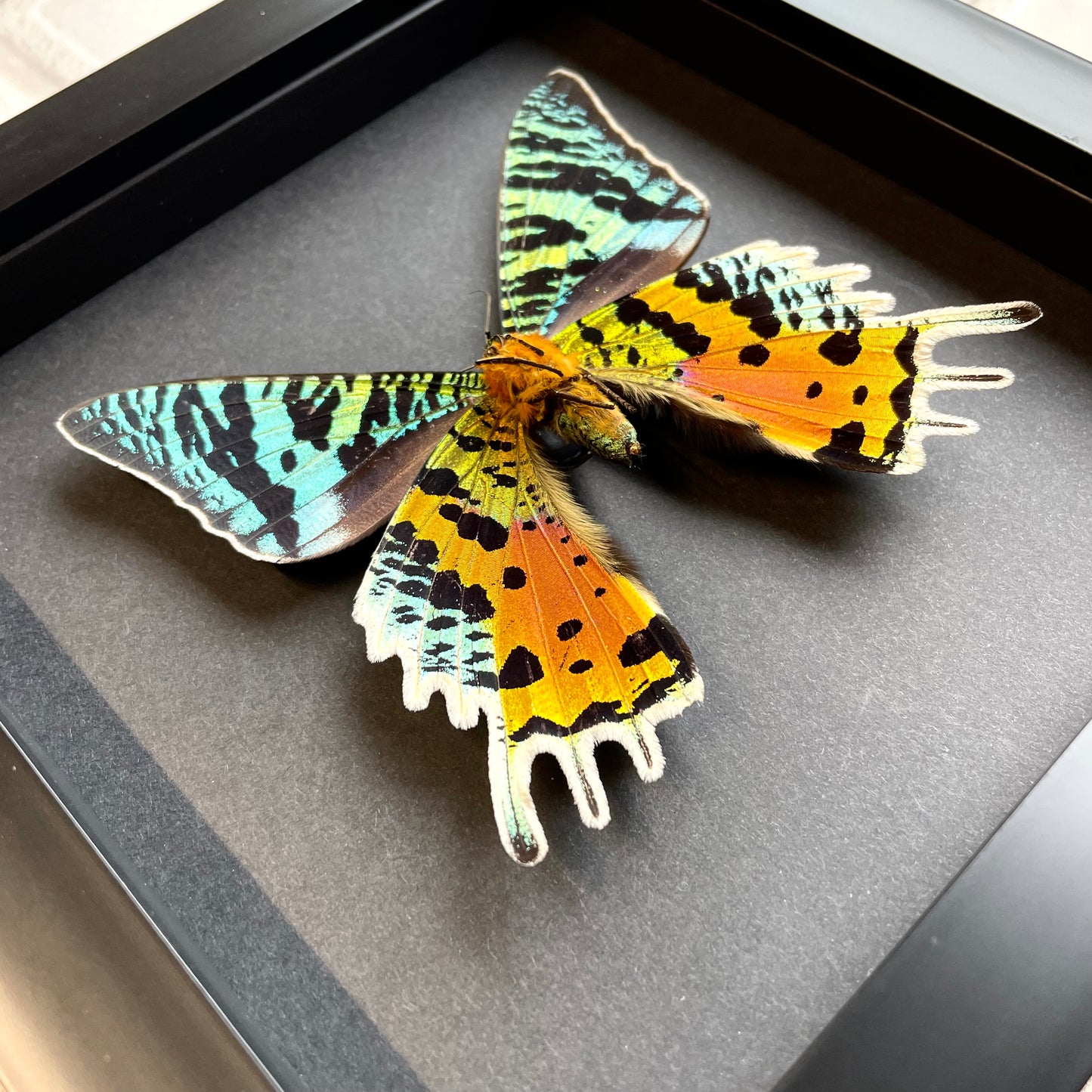 Madagascan Sunset Moth (Urania rhipheus) Ventral X Position Butterfly in Baroque Style Deep Shadow Box Frame Display Insect Bug