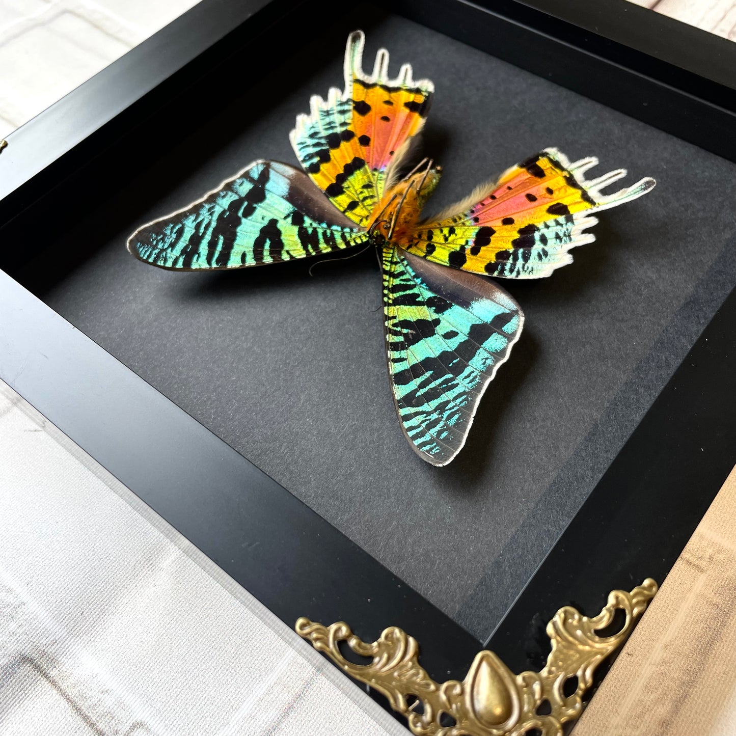 Madagascan Sunset Moth (Urania rhipheus) Ventral X Position Butterfly in Baroque Style Deep Shadow Box Frame Display Insect Bug