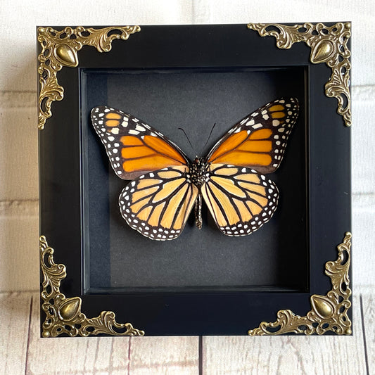 The Monarch (Danaus plexippus) Butterfly in Baroque Style Deep Shadow Box Frame Display Insect Bug