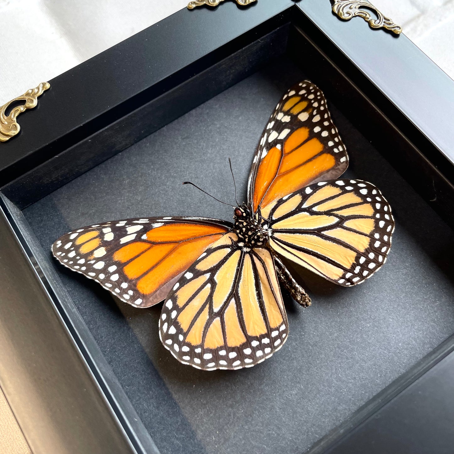 The Monarch (Danaus plexippus) Butterfly in Baroque Style Deep Shadow Box Frame Display Insect Bug