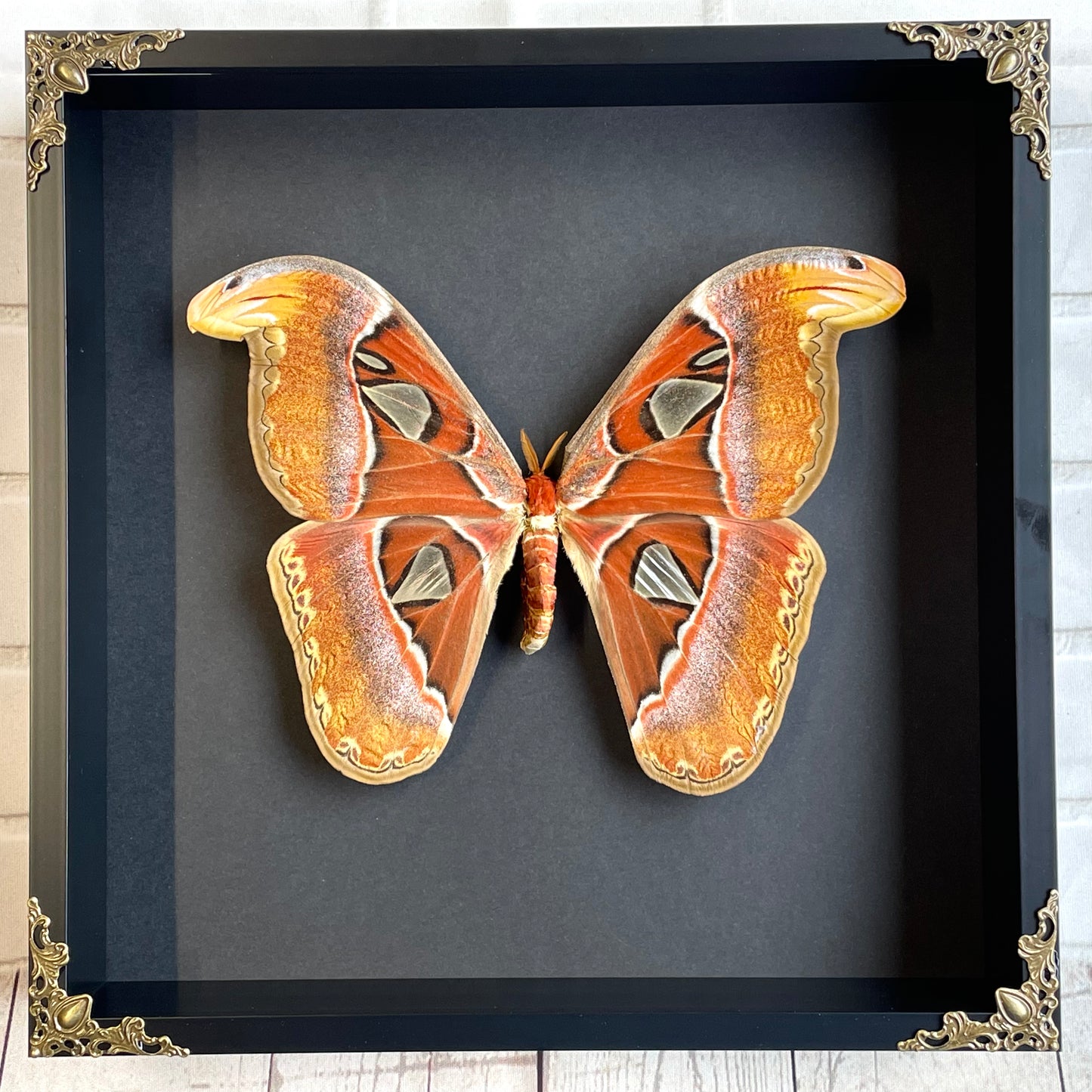 Atlas Moth (Attacus atlas) Butterfly Baroque Style Deep Shadow Box Frame Display Insect Bug