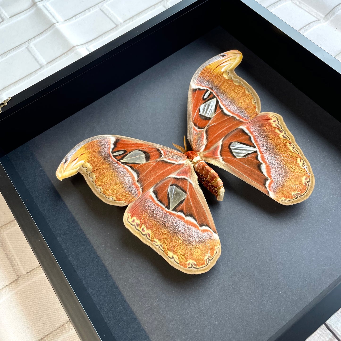 Atlas Moth (Attacus atlas) Butterfly Baroque Style Deep Shadow Box Frame Display Insect Bug