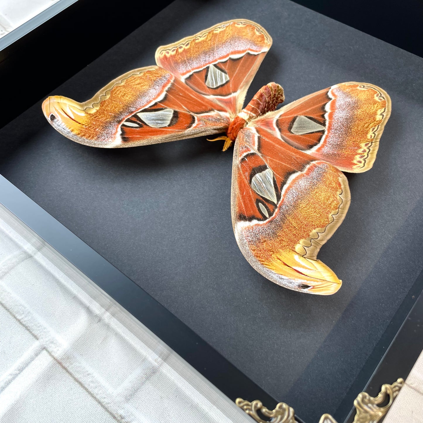 Atlas Moth (Attacus atlas) Butterfly Baroque Style Deep Shadow Box Frame Display Insect Bug