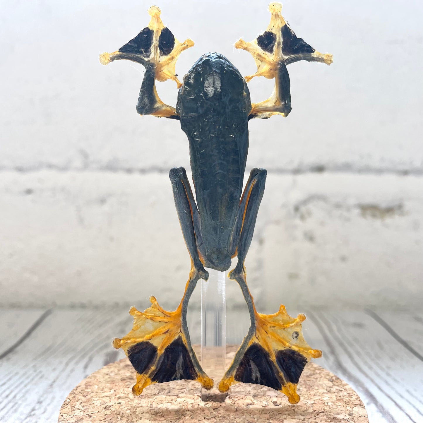 Green Flying Frog (Rhacophorus reinwardtii) in Glass Bell Cloche Dome Display Jar Insect