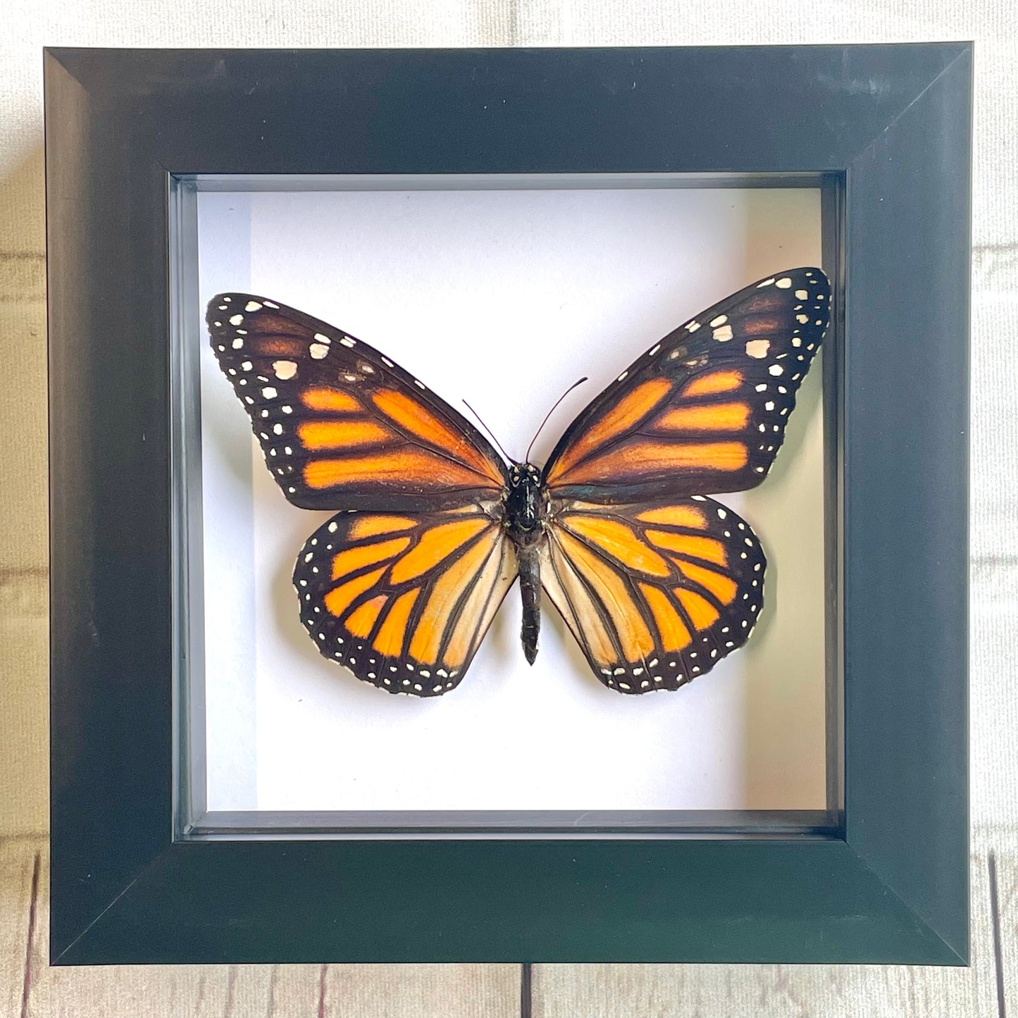 The Monarch Butterfly (Danaus plexippus) Deep Shadow Box Frame Display Insect Bug