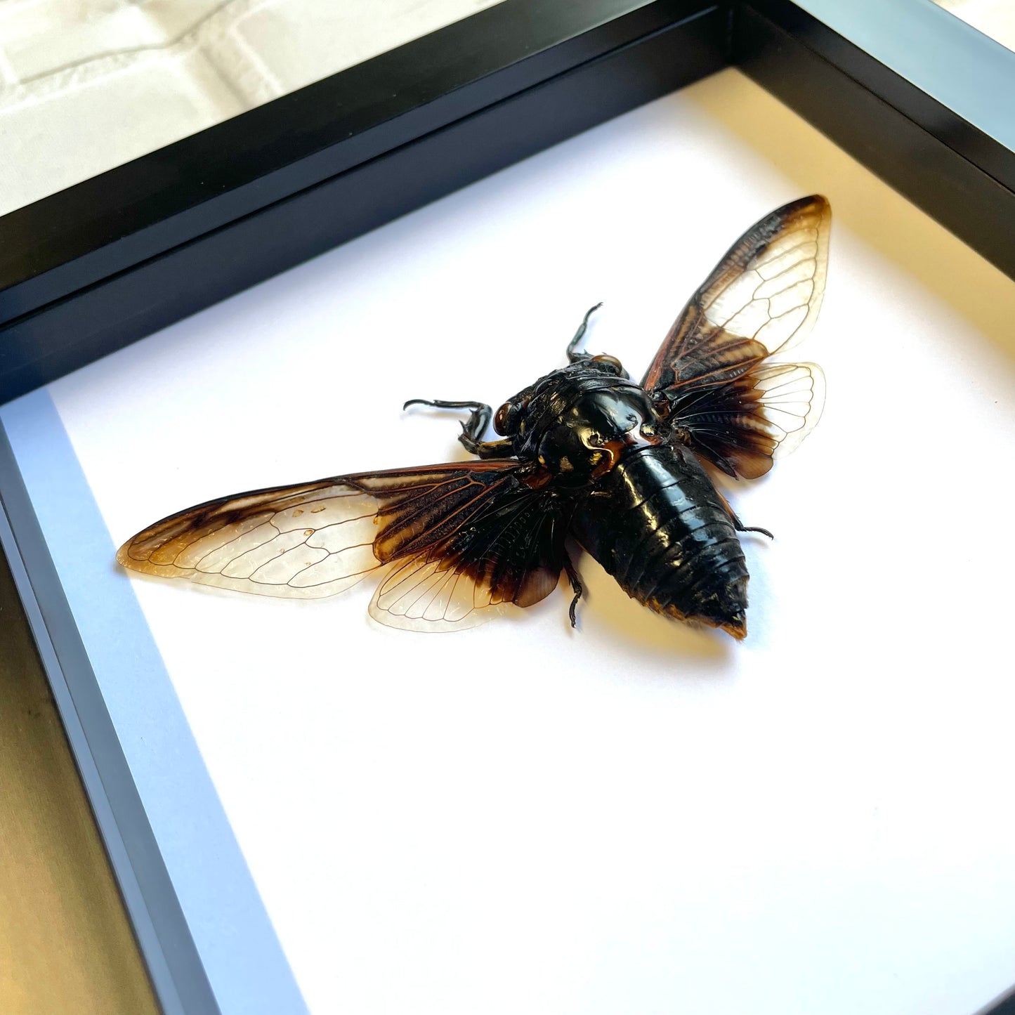 Clear Batwing Cicada (Cryptotympana aquila) Shadow Box Frame Display Beetle Bug Insect