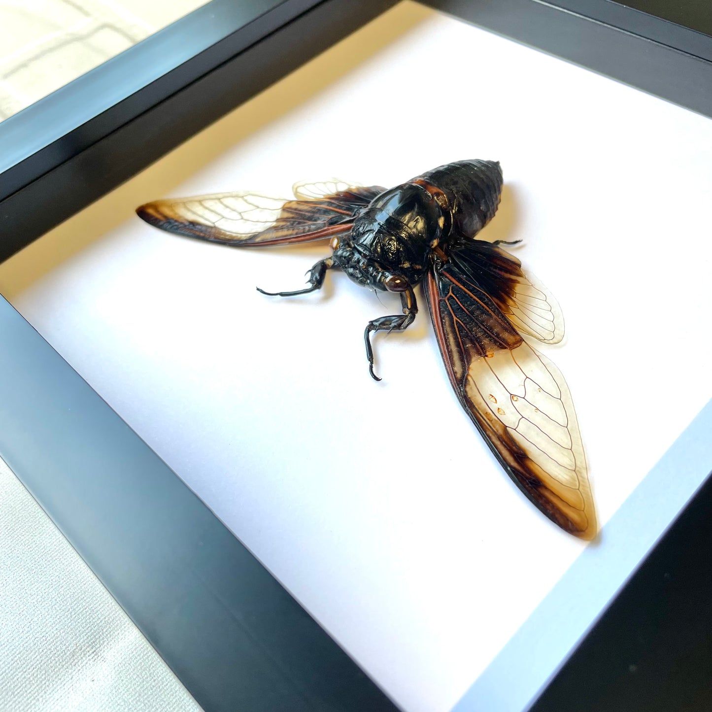 Clear Batwing Cicada (Cryptotympana aquila) Shadow Box Frame Display Beetle Bug Insect