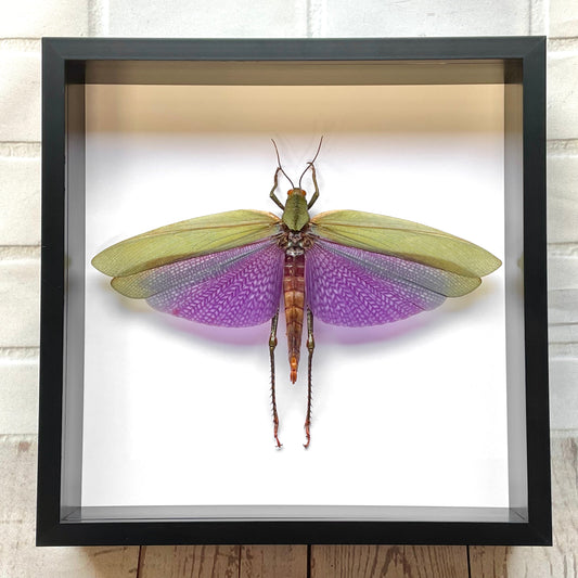 Huge Purple Grasshopper (Titanacris albipes) Female Deep Shadow Box Frame Display Insect Bug