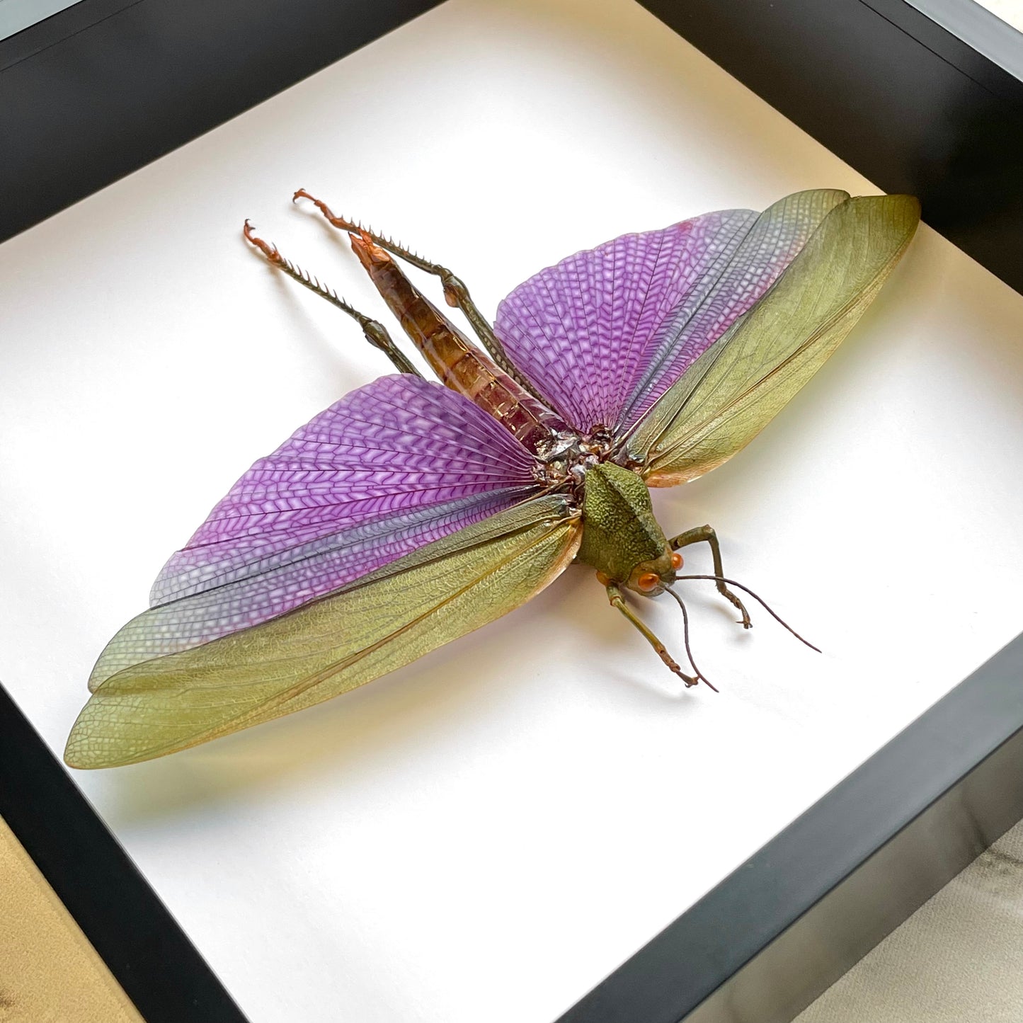 Huge Purple Grasshopper (Titanacris albipes) Female Deep Shadow Box Frame Display Insect Bug