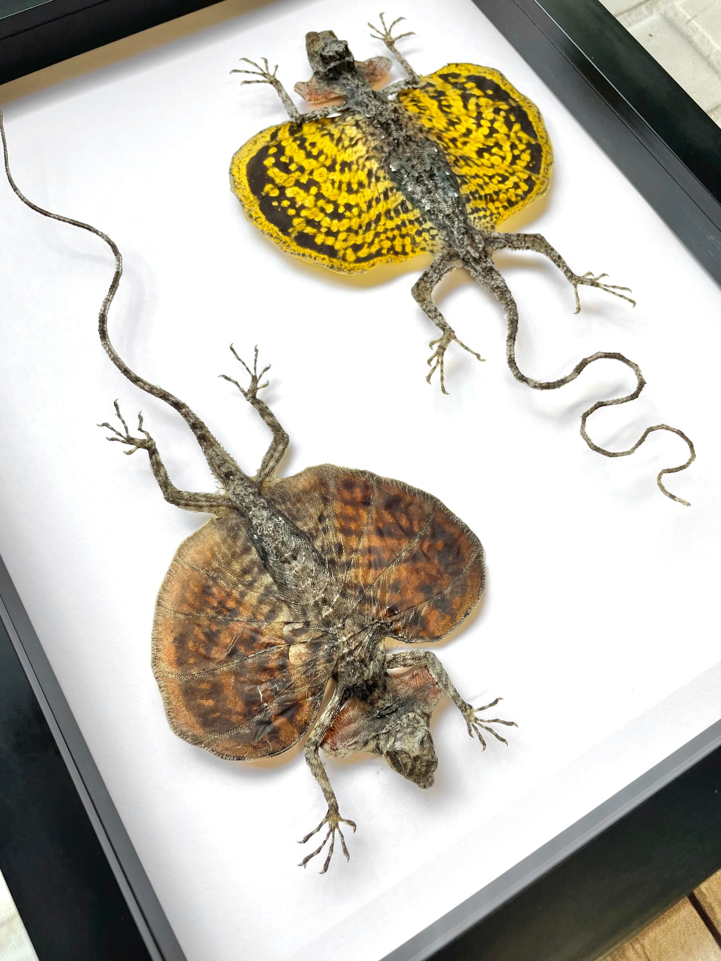 Bearded Flying Dragon Lizard Pair (Draco haematopogon) - Deep Shadow Box Frame Display Insect Bug