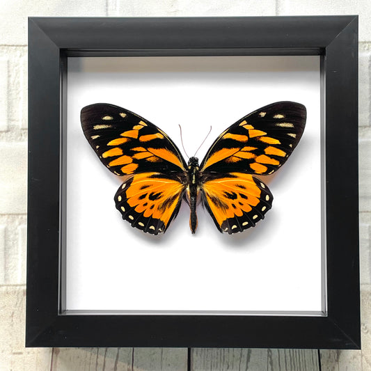 The Orange Tiger Butterfly (Papilio zagreus) Swallowtail Deep Shadow Box Frame Display Insect Bug