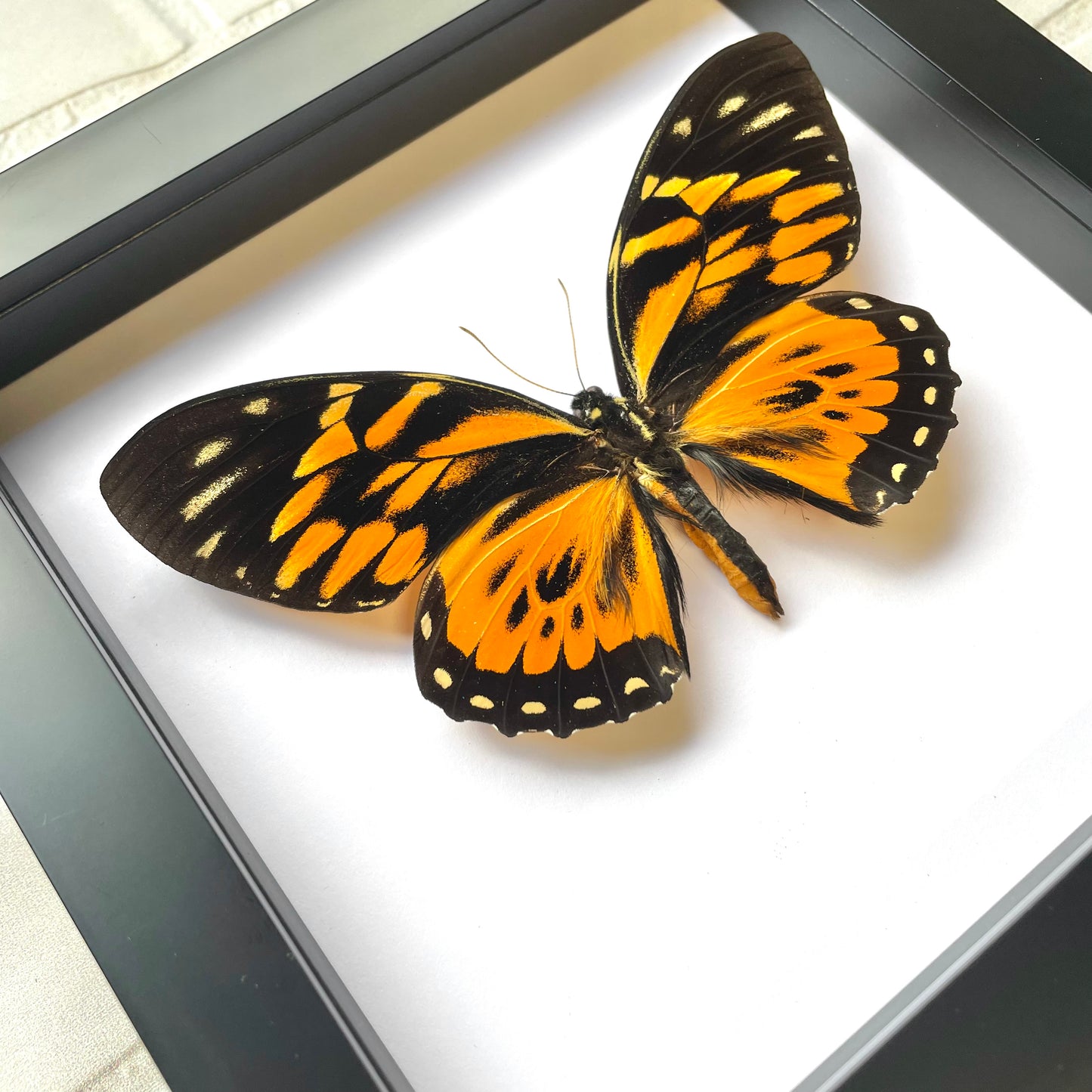 The Orange Tiger Butterfly (Papilio zagreus) Swallowtail Deep Shadow Box Frame Display Insect Bug