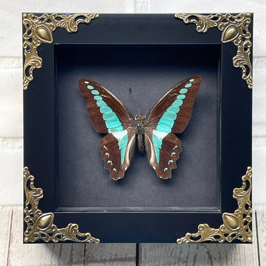 Common Bluebottle Butterfly (Graphium sarpedon) in Baroque Style Deep Shadow Box Frame Display Insect Bug