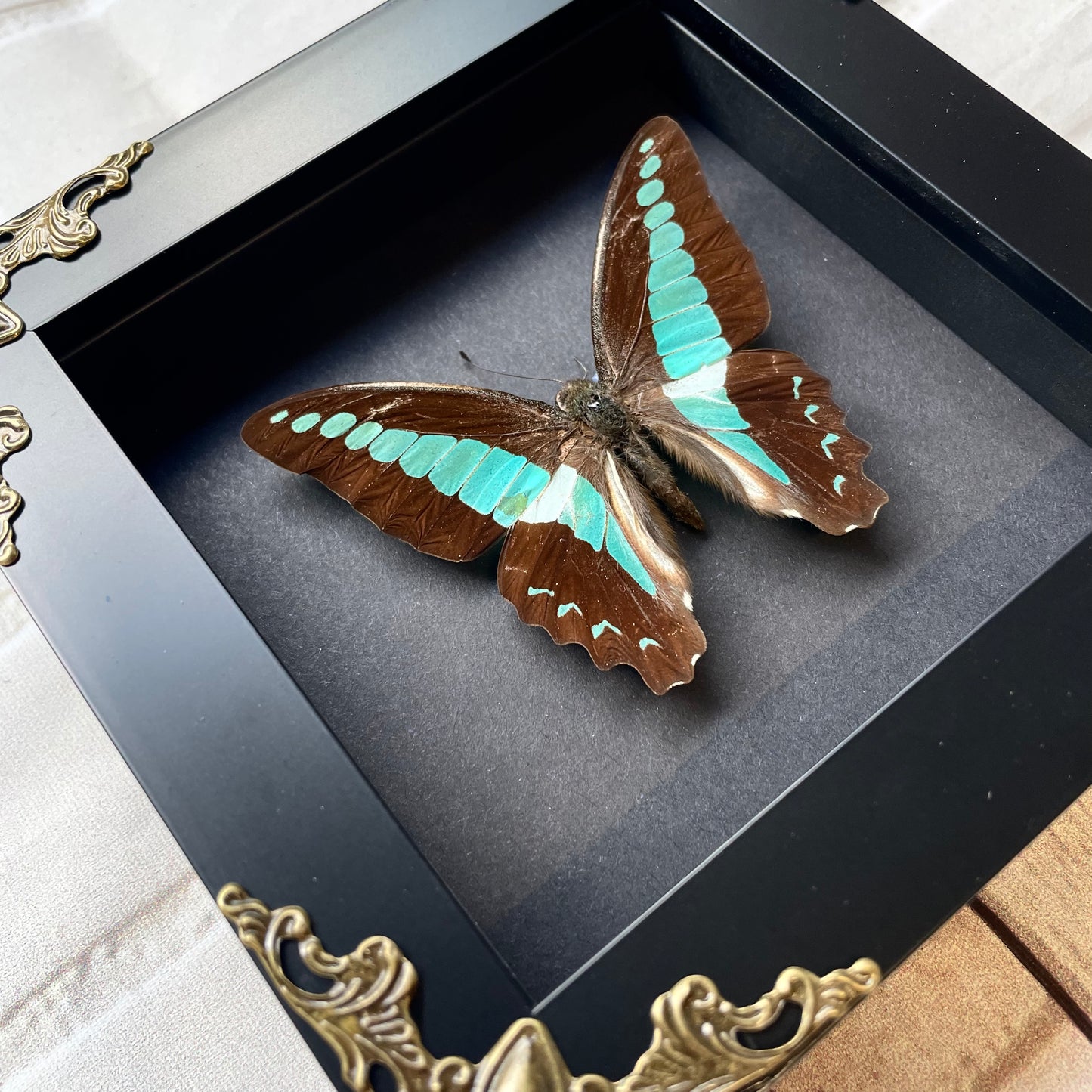 Common Bluebottle Butterfly (Graphium sarpedon) in Baroque Style Deep Shadow Box Frame Display Insect Bug