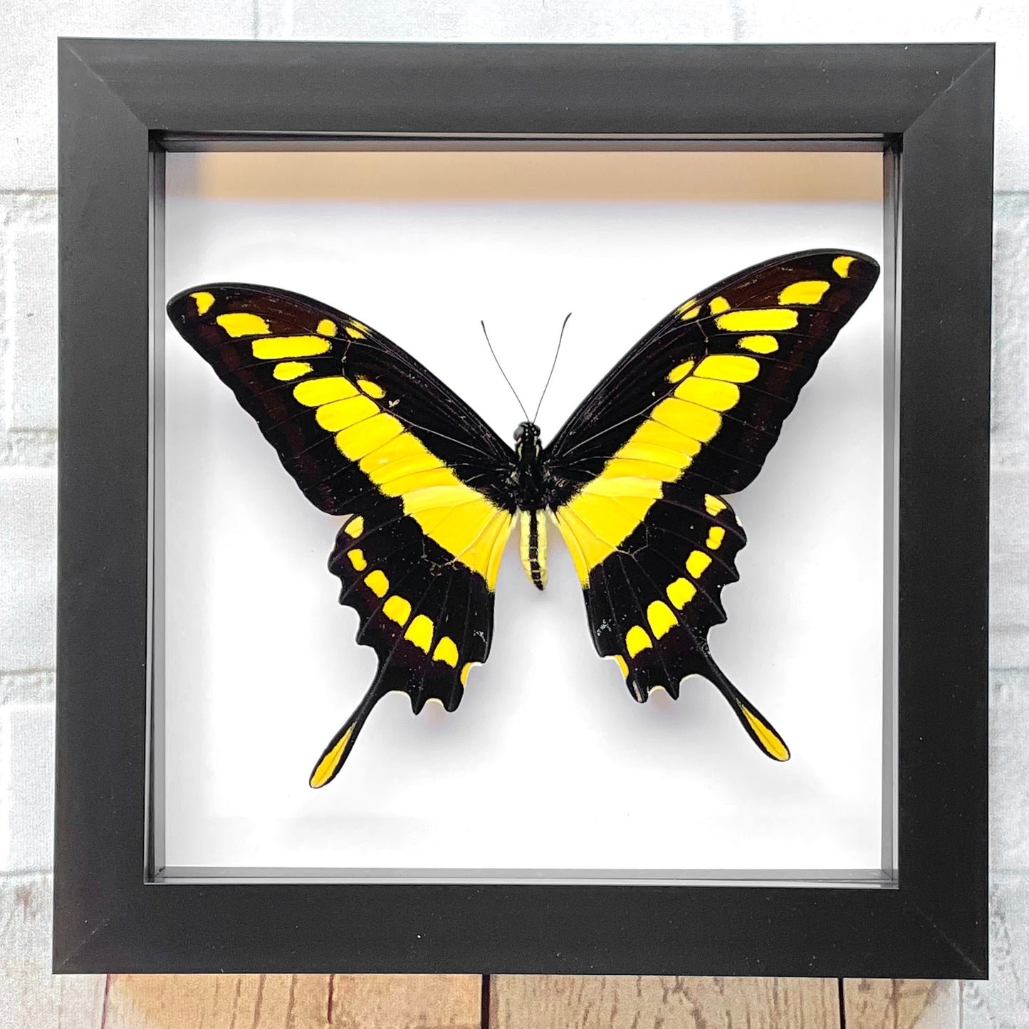 King Swallowtail Butterfly (Papilio thoas cinyras) Deep Shadow Box Frame Display Insect Bug