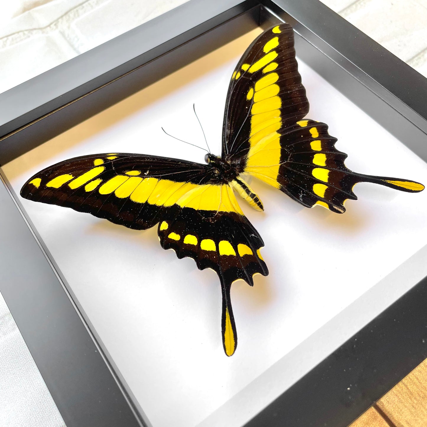 King Swallowtail Butterfly (Papilio thoas cinyras) Deep Shadow Box Frame Display Insect Bug