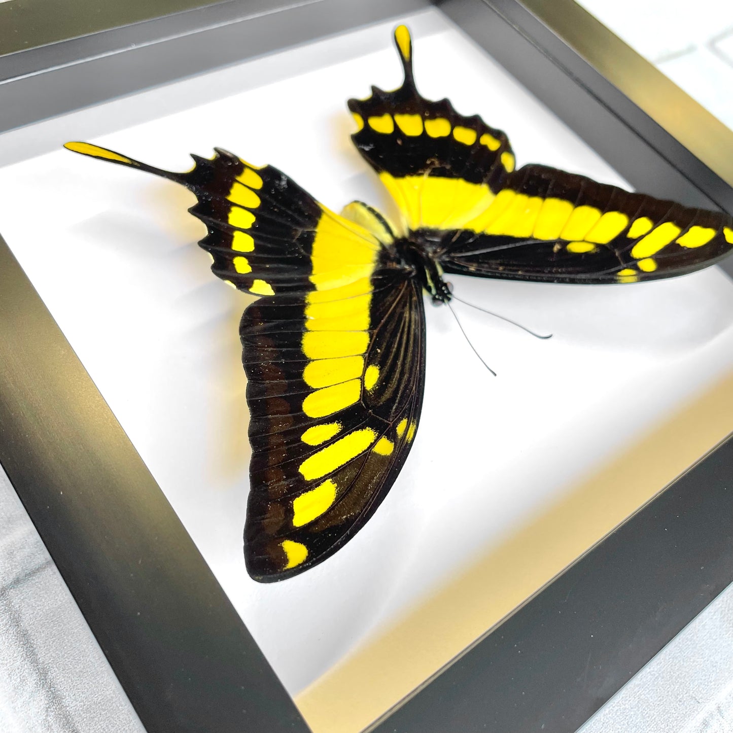 King Swallowtail Butterfly (Papilio thoas cinyras) Deep Shadow Box Frame Display Insect Bug